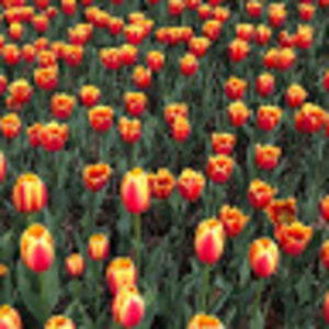 Meet your Posher, Mia